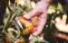 Ножницы для овощей Fiskars Solid™ SP240 (1063327)