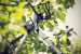Сучкорез Fiskars PowerGearX Lopper Bypass M (112390)